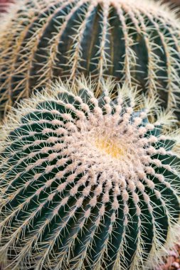 Nadir egzotik kaktüs