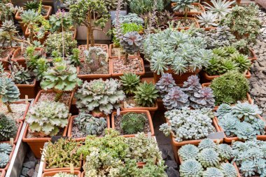 Nadir egzotik kaktüsler