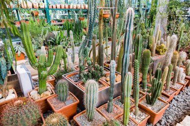 Nadir egzotik kaktüsler