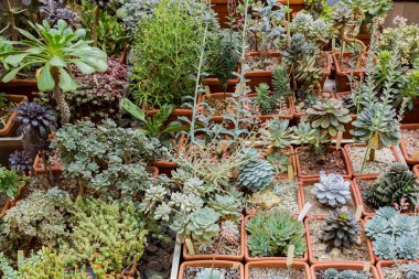 Nadir egzotik kaktüsler