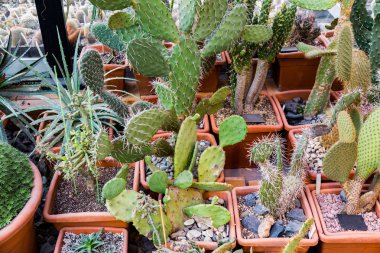 Nadir egzotik kaktüsler