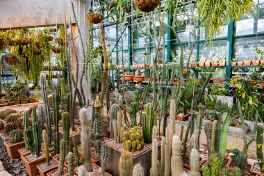 Nadir egzotik kaktüsler