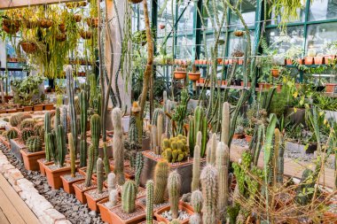 Nadir egzotik kaktüsler