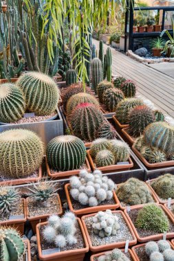 Nadir egzotik kaktüsler