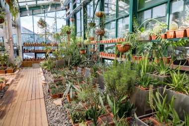 Nadir egzotik kaktüsler