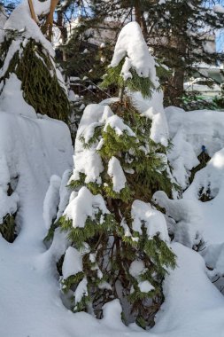 Ağaçlar ve çalılar karda