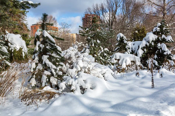 Arbres et buissons dans la neige — Photo