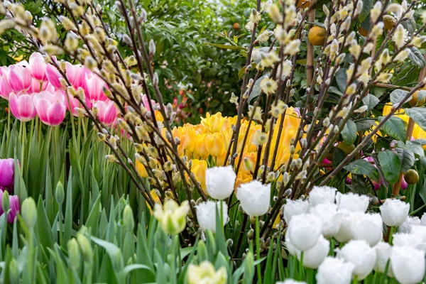 Tulipani freschi lucenti — Foto Stock