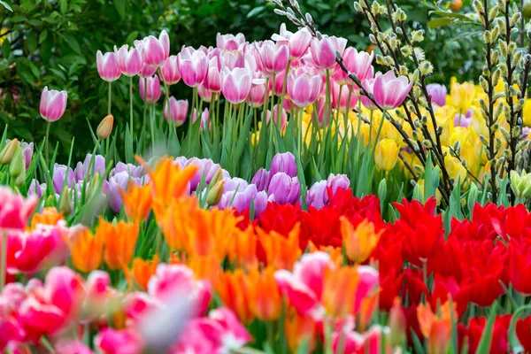 Tulipanes frescos brillantes — Foto de Stock
