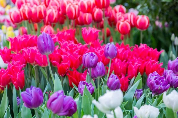 Tulipas frescas brilhantes — Fotografia de Stock