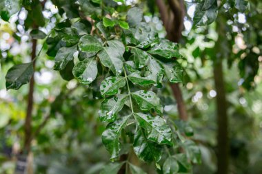 Yaprağın üzerine su damlıyor.