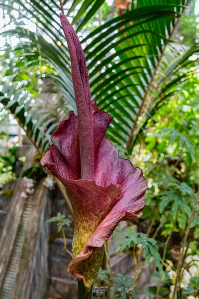 A növény Amorphophallus koniac — Stock Fotó