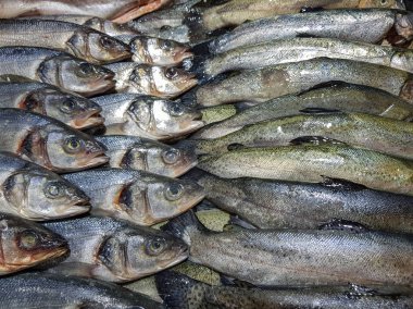 taze yakalanmış balık