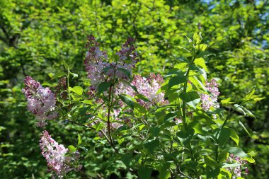 Eflatun çiçekli bahar