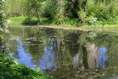 Şehir gölet duckweed