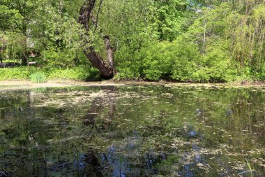 Şehir gölet duckweed