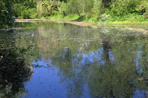 City pond with duckweed — Stock Photo, Image