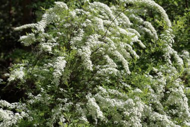 Beyaz çiçekli ağaç