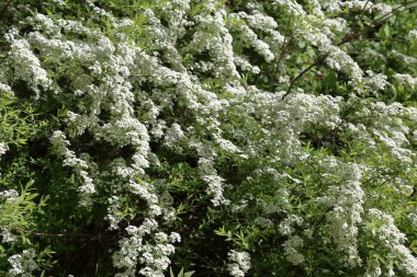 Beyaz çiçekli ağaç