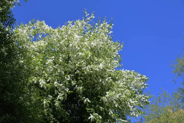 Albero con fiori bianchi — Foto Stock