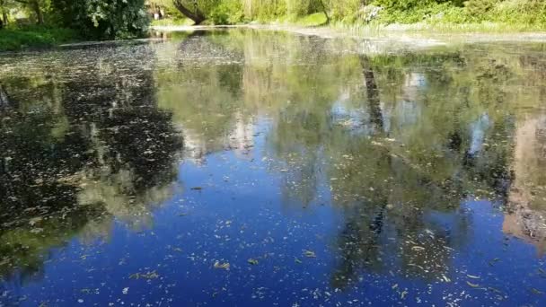 Verlaten Wilde Vijver Met Modder Midden Het Stadspark — Stockvideo