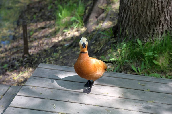 Canard femelle adulte — Photo