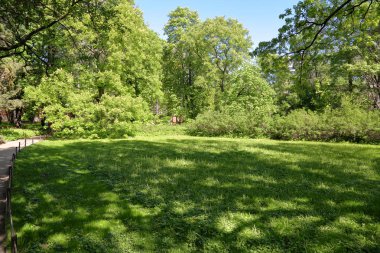 Ağaç ve yeşil çimen şehir yaz parkta küçük bir glade