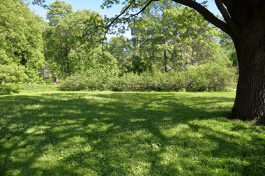 Ağaç ve yeşil çimen şehir yaz parkta küçük bir glade