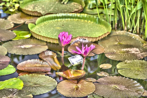 Large Floating Water Lily Flower Green Leaves — Stock Photo, Image