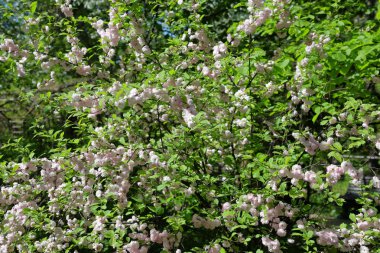 Prunus Triloba. Büyük çiçek çiçek çiçek üç loblu badem