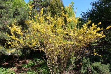 Dallarında güzel sarı çiçekler olan renkli çiçekli ağaç.