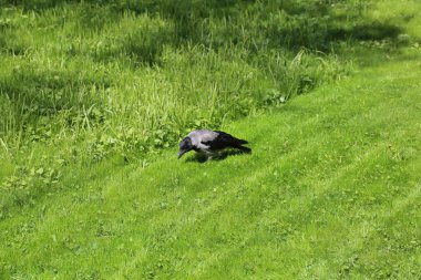 Gri-siyah karga gıda yeşil çimenlerin üzerinde yetiştirilen gagalar