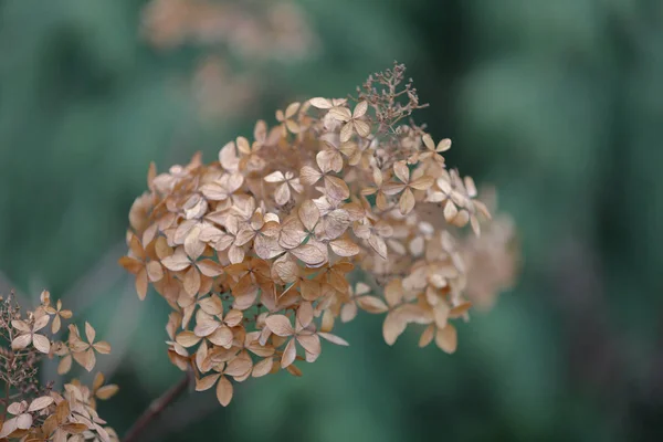 Εύθραυστο ξηρό φυτό σε χειμερινό πάρκο — Φωτογραφία Αρχείου