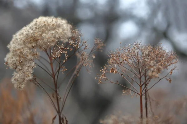 Planta seca frágil em um parque de inverno — Fotografia de Stock