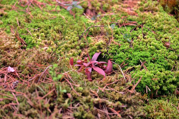 Fantasia vivid padrão de musgo natural — Fotografia de Stock