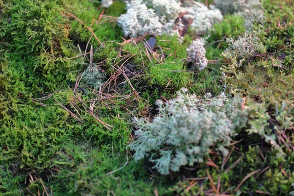 ファンシー鮮やかな天然芝のパターン — ストック写真