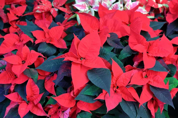 Ljus blomning av en vinterblomma i ett växthus — Stockfoto