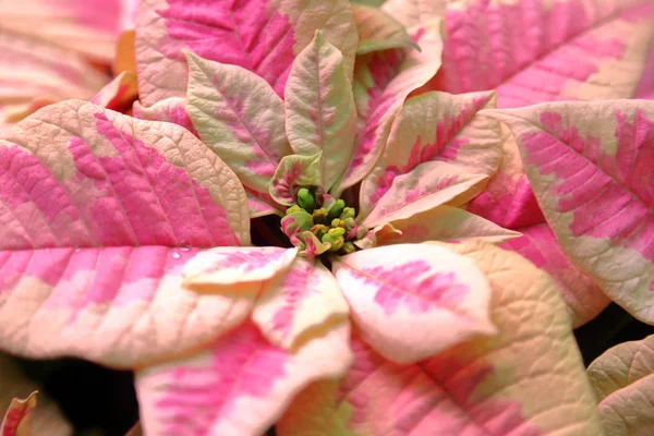 La flor brillante de la flor invernal en el invernadero — Foto de Stock
