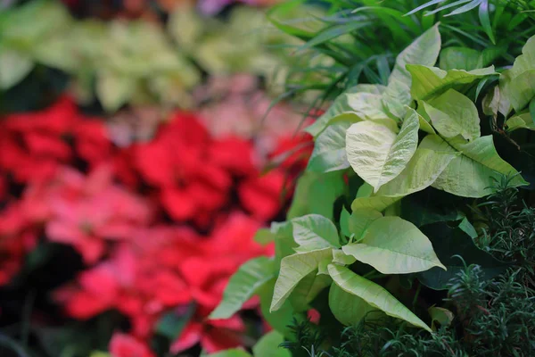 Ljus blomning av en vinterblomma i ett växthus — Stockfoto