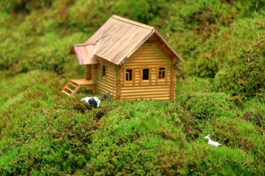 Modern bir peyzaj tasarımında doğal yosun.