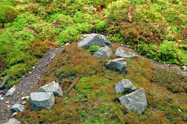 Natural moss in a modern landscape design — Stock Photo, Image