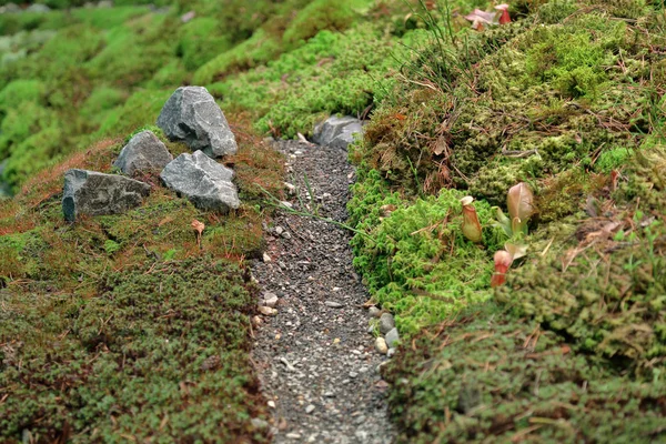 Musgo natural em um design de paisagem moderna — Fotografia de Stock