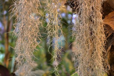Güzel Tillandsia Usneoides veya İspanyol Moss
