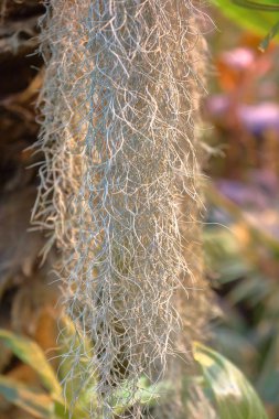 Güzel Tillandsia Usneoides veya İspanyol Moss