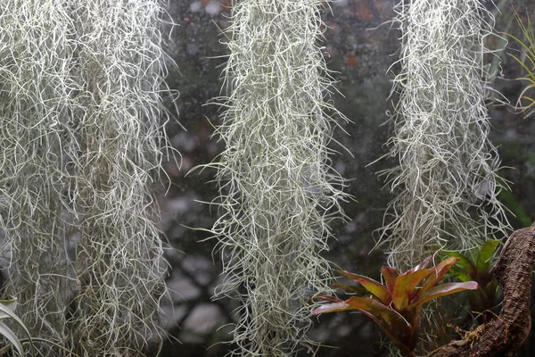 Hermosa Tillandsia Usneoides o musgo español — Foto de Stock