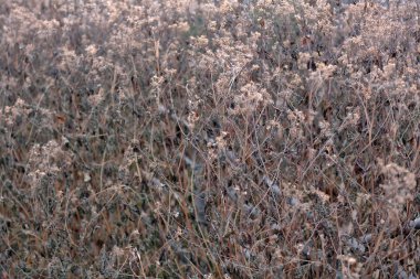 Kış parkındaki narin kuru çalılar.