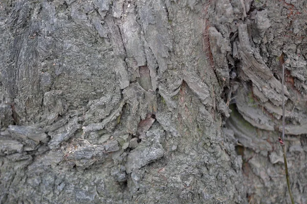 Textura de la corteza de un árbol — Foto de Stock