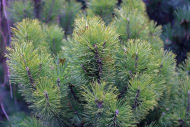Yeşil iğne kozalaklı ağaç dokusu
