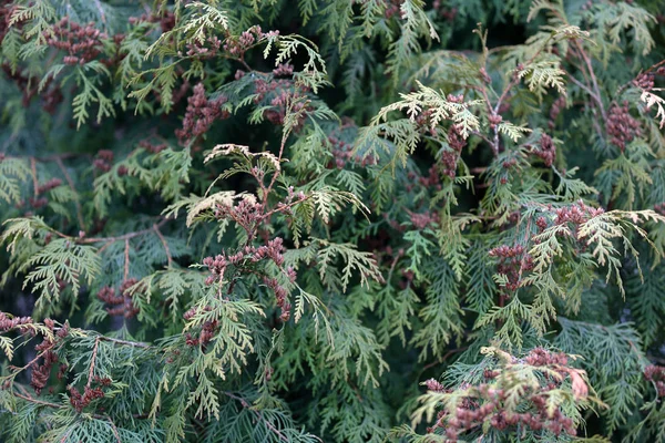 Texture of green needle conifer tree — Stock Photo, Image