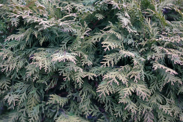 Texture of green needle conifer tree — Stock Photo, Image